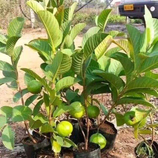 Psidium Guajava - Image 5