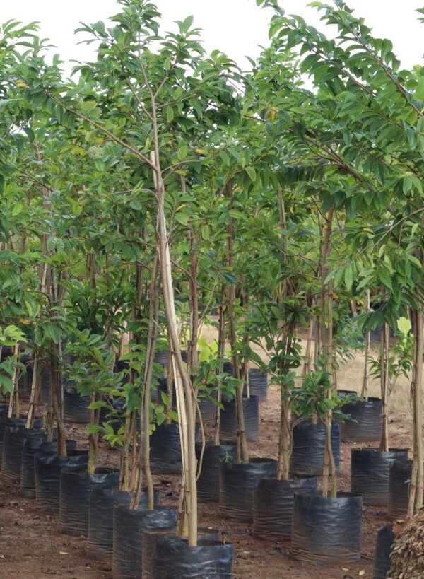Annona Squamosa - Image 5