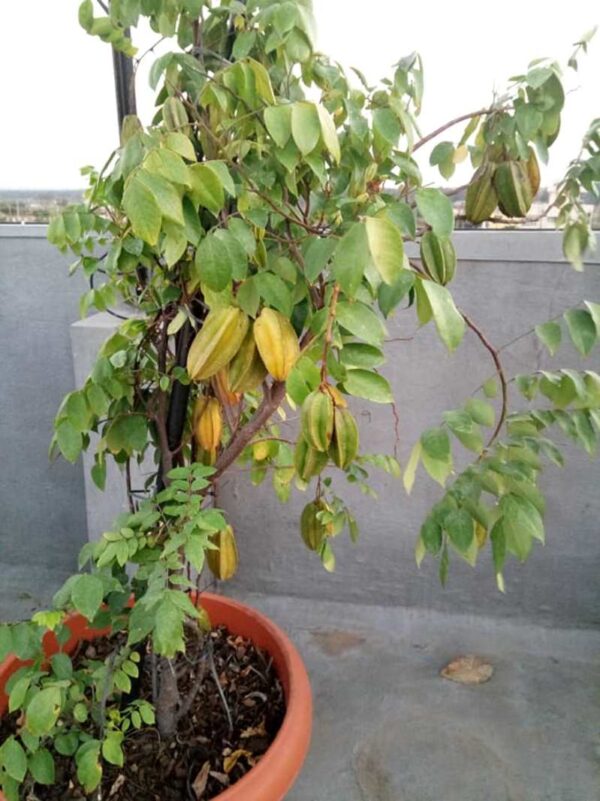 Averrhoa Carambola - Image 5