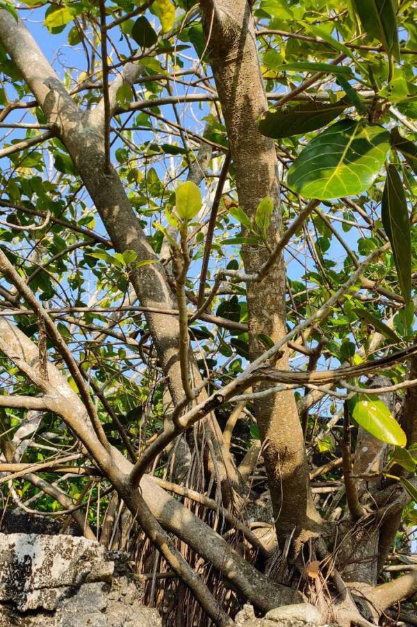 Ficus Benghalensis - Image 6