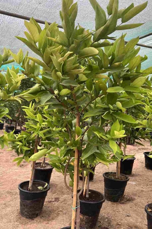 Syzygium Aqueum - Image 5