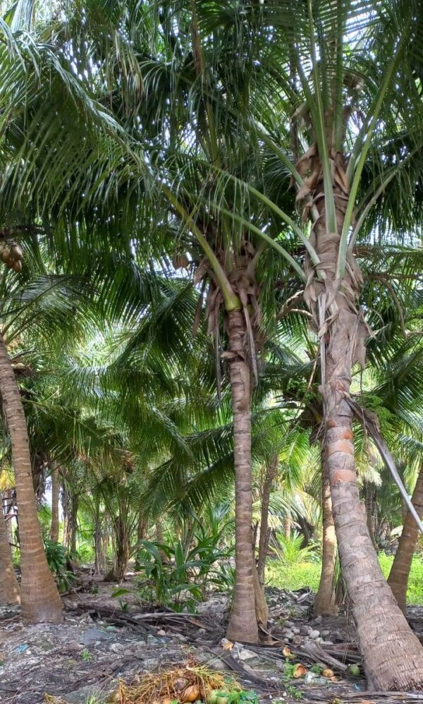 Coconut Palm's - Image 6