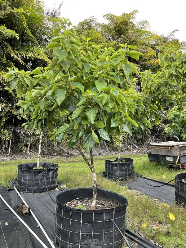Cordia Subcordata - Image 6