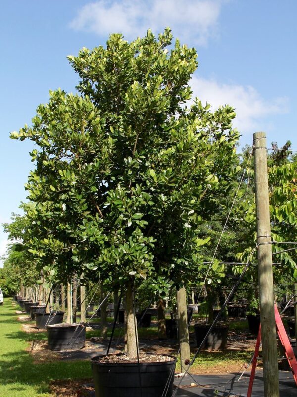 Calophyllum Inophyllum - Image 6