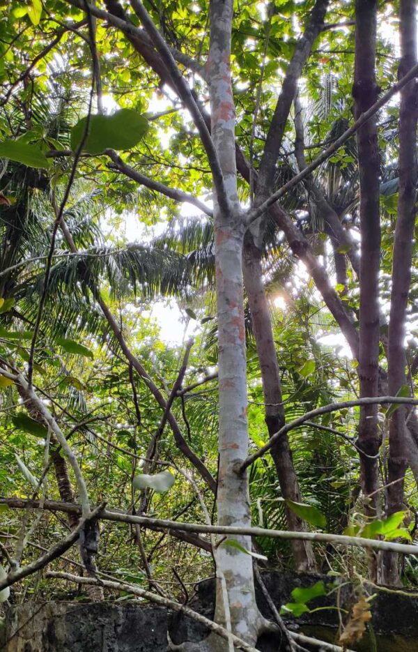 Ficus Benghalensis - Image 7