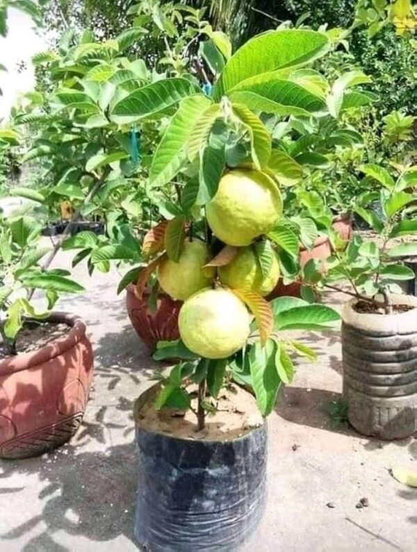 Psidium Guajava - Image 6