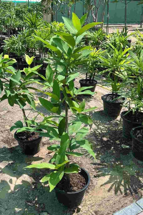 Syzygium Aqueum - Image 6