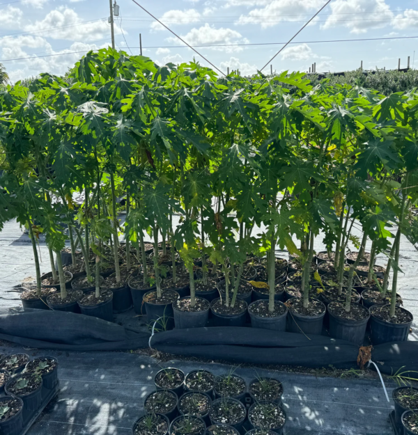 Carica Papaya - Image 7