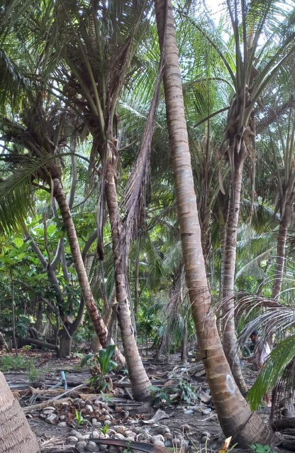Coconut Palm's - Image 7
