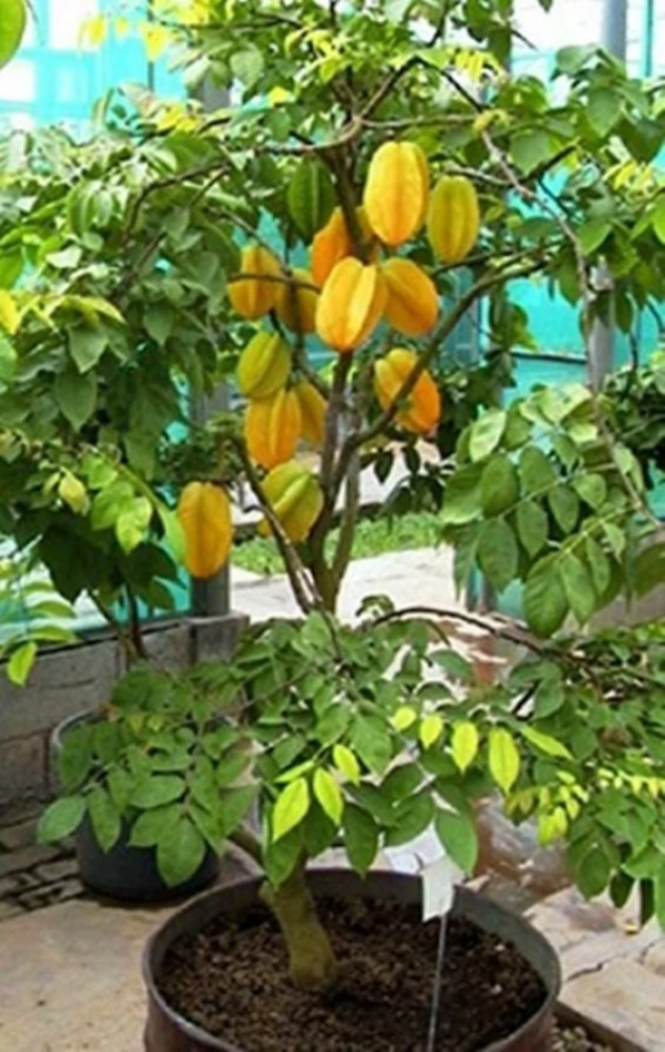 Averrhoa Carambola - Image 6