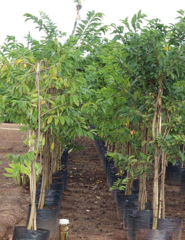Annona Squamosa - Image 6