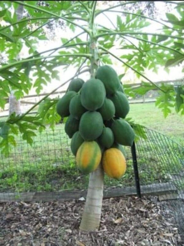 Carica Papaya - Image 8