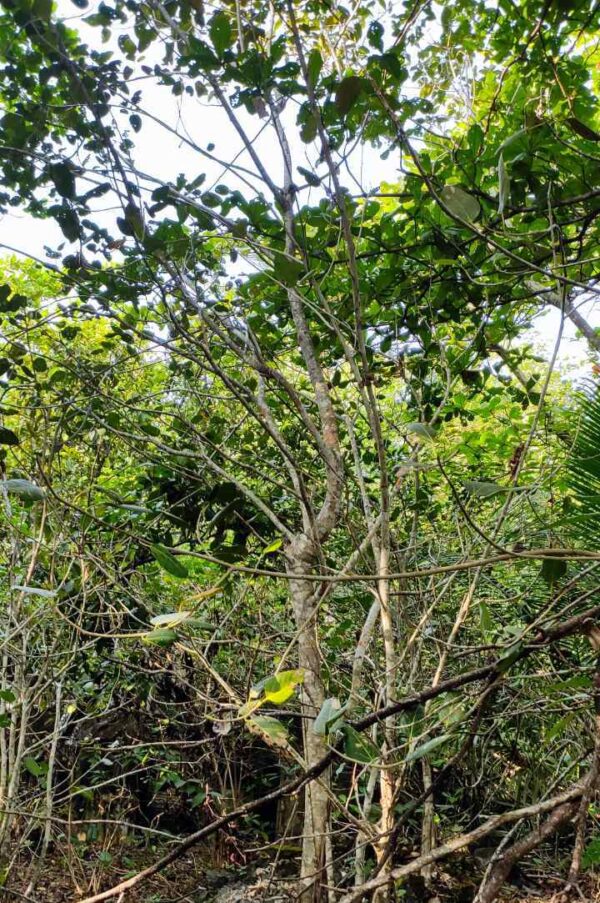 Ficus Benghalensis - Image 8