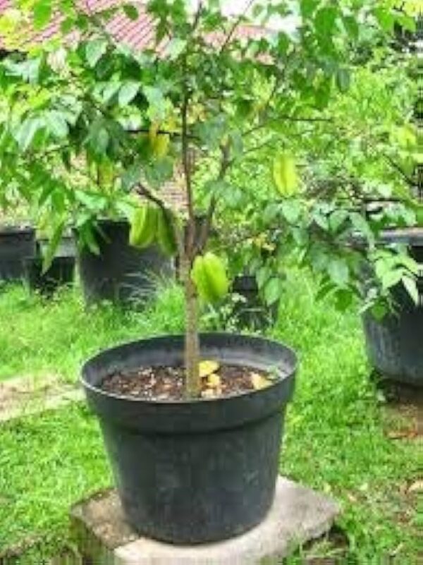 Averrhoa Carambola - Image 7