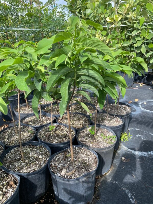 Annona Squamosa - Image 8