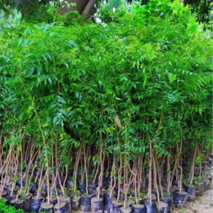 Azadirachta Indica