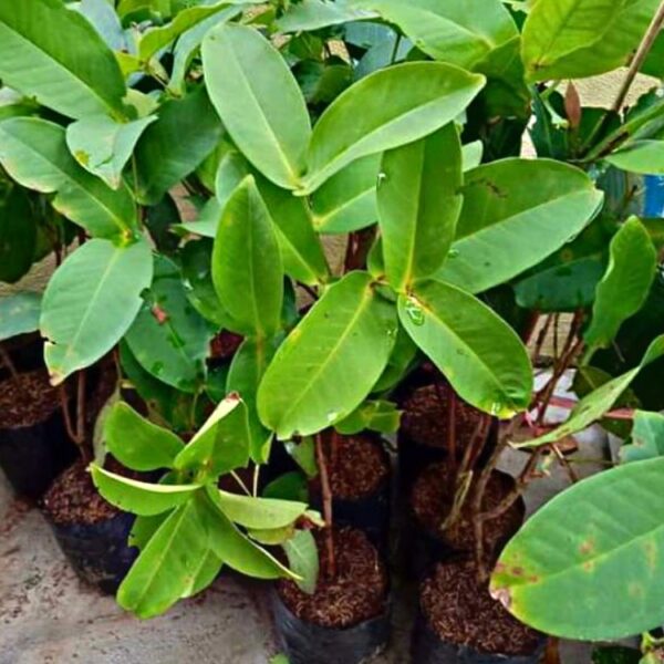 Syzygium Aqueum - Image 10