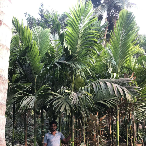 Areca Catechu