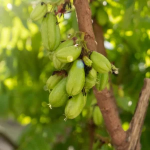 Averrhoa Bilimbi