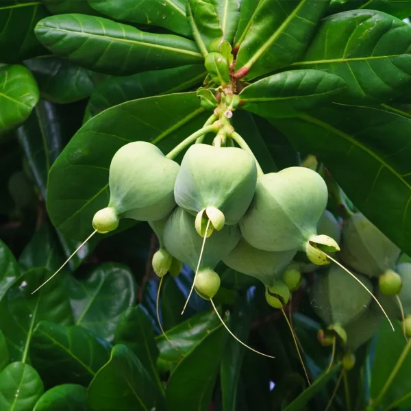 Barringtonia Asiatica