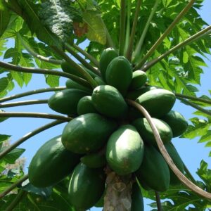 Carica Papaya