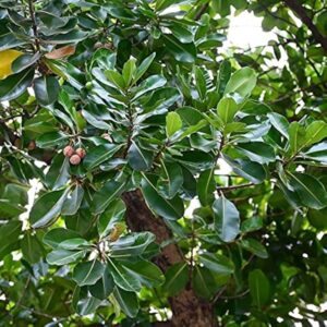 Calophyllum Inophyllum