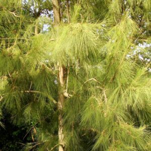 Cassurina Equisetifolia