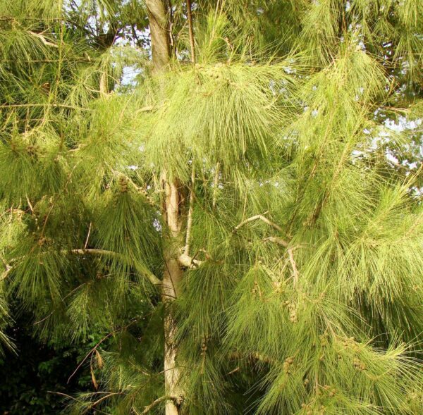 Cassurina Equisetifolia