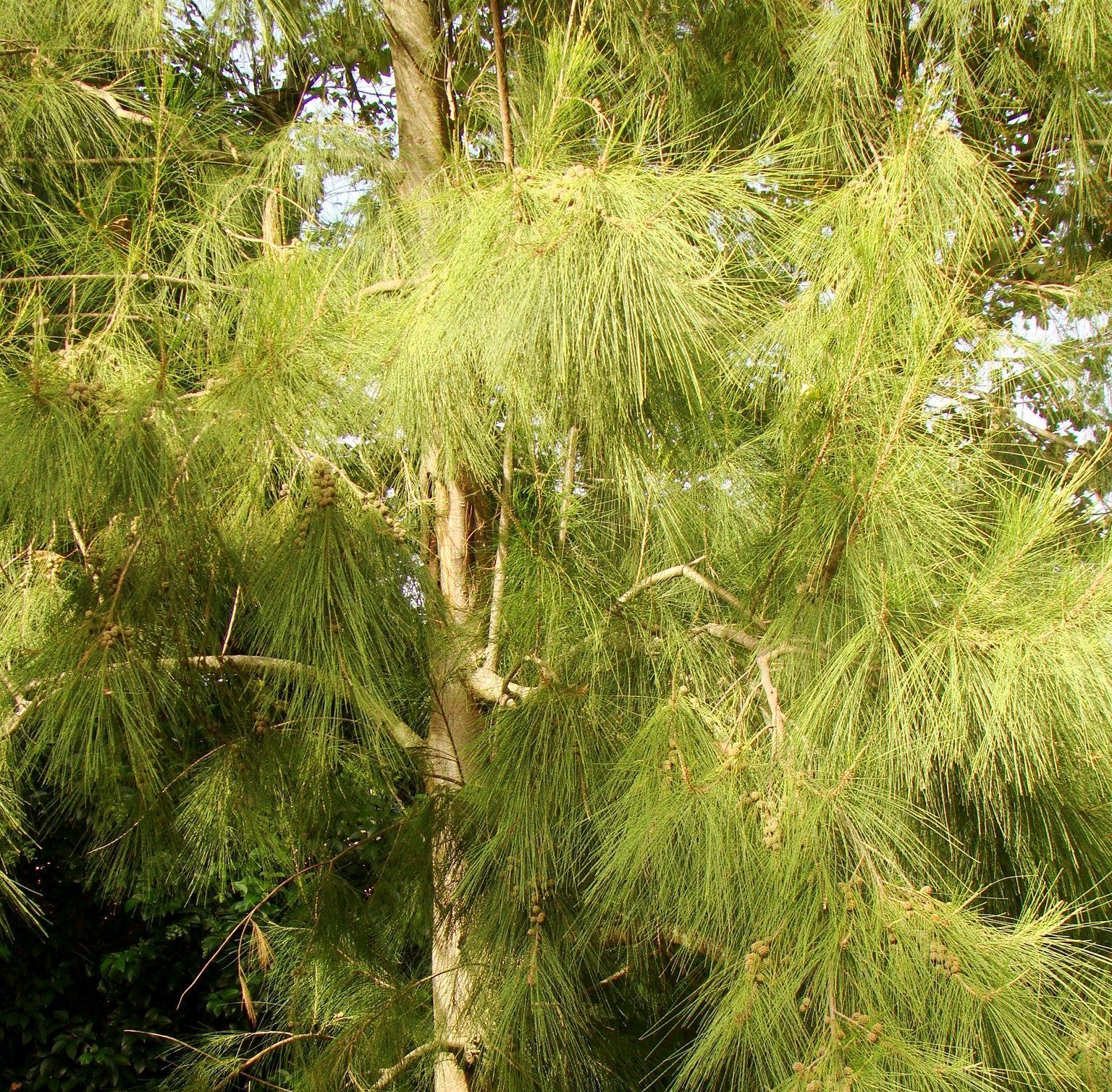 Cassurina Equisetifolia