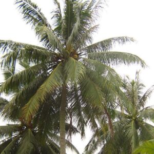 Coconut Palm's
