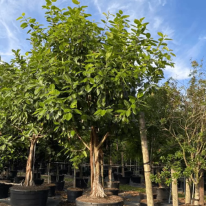 Ficus Benghalensis